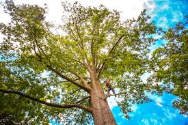 How Our Tree Care Process Works  in  New Carlisle, OH