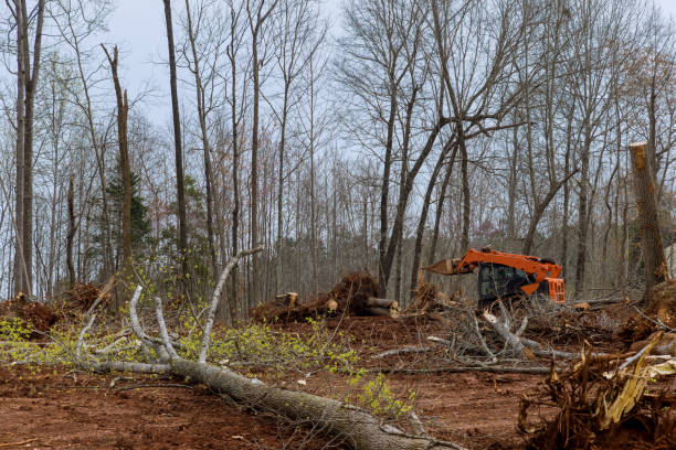 Trusted New Carlisle, OH Tree Care Experts